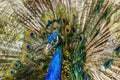Beautiful and majestic peacock