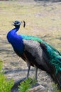 Beautiful colourful peacock peafowl. Peacocks colorful tail close up. Peacocks bright feathers.