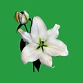 The beautiful majestic White Madonna Lily closeup isolated on a green background Royalty Free Stock Photo