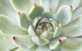 Beautiful makro photo of an Aloe cactus plant Royalty Free Stock Photo