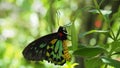 Beautiful Malachite butterfly sideways displays bright green yellow red and black colors