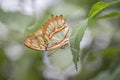 Beautiful Malachite butterfly Siproeta stelenes on a leaf in the amazon rainforest in South America.