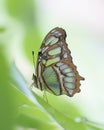 Beautiful Malachite butterfly Siproeta stelenes on a leaf in the amazon rainforest in South America. Presious Tropical butterfly