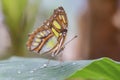 Beautiful Malachite butterfly Siproeta stelenes on a leaf with raindrops in the amazon rainforest in South America.