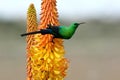 Beautiful Malachite Sunbird Royalty Free Stock Photo