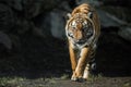 Beautiful malayan tiger female walking straight