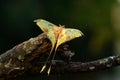 Beautiful Malaysian moon moth (Actias maenas) Royalty Free Stock Photo