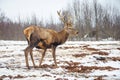 Beautiful male adult red deer, stag or hart, with big horn Royalty Free Stock Photo