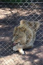 A beautiful African Lion in the Jukani Wildlife Sanctuary, South Africa.