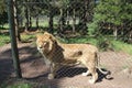 A beautiful African Lion in the Jukani Wildlife Sanctuary, South Africa.