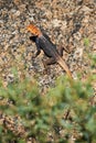 Male agama on a rock