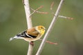 A Male American Goldfinch (Spinus tristis) perches on a branch Royalty Free Stock Photo