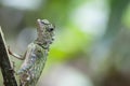 Beautiful male angle head lizard Gonocephalus grandis Royalty Free Stock Photo