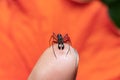 Beautiful Male ant mimicking spider sits on my finger closeup stock photo