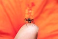 Beautiful Male ant mimicking spider sits on my finger stock photo