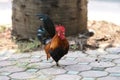A beautiful male bantam walk for a living on the decorated brick floor in an outdoor garden.