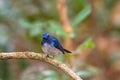 Beautiful male bird of Hainan Blue Flycatcher (Cyornis concreta) on branch in Doi inthanon Chiangmai. Thailand Royalty Free Stock Photo