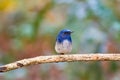 Beautiful male bird of Hainan Blue Flycatcher (Cyornis concreta Royalty Free Stock Photo