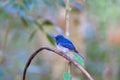 Beautiful male bird of Hainan Blue Flycatcher Cyornis concreta on branch Royalty Free Stock Photo