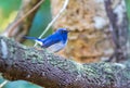 Beautiful male bird of Hainan Blue Flycatcher Cyornis concreta on branch in Doi inthanon Chiangmai. Thailand Royalty Free Stock Photo