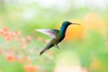 Beautiful male Black throated Mango hummingbird flying with a blurred pastel colors in background Royalty Free Stock Photo