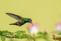 Beautiful male Black-throated Mango hummingbird and a tropical flower Royalty Free Stock Photo