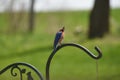 Beautiful Male Bluebird