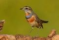 Male Bluethroat Luscinia svecica