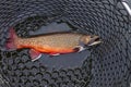 Beautiful male brook trout in spawning colors full length in a landing net