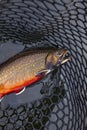 Beautiful male brook trout in spawning colors in a landing net vertical view Royalty Free Stock Photo