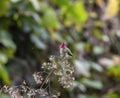 Beautiful Male Bumblebee Hummingbird Atthis heloisa Perched on Branches in Jalisco, Mexico