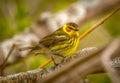 Beautiful Male Cape May Warbler Royalty Free Stock Photo