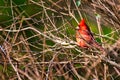 A beautiful male cardinal perched in a bush. Royalty Free Stock Photo