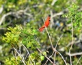 A beautiful male cardinal poses at the top of a tree in the Greenway Royalty Free Stock Photo