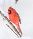 A beautiful male cardinal sits on tree branch on snowy day Royalty Free Stock Photo