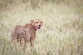 Beautiful male cheetah