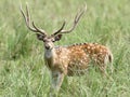 Beautiful male cheetal deer in the grassland of Dhikala