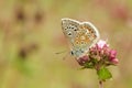 A beautiful male Common Blue Butterfly Polyommatus icarus perched on a flower. Royalty Free Stock Photo