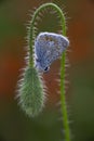 Beautiful Male Common Blue Butterfly Polyommatus icarus on a red poppy flower bud in field of poppies Royalty Free Stock Photo