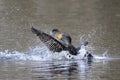 Beautiful male cormorant getting fish and swallow it down in no time