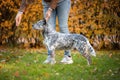 Beautiful male dog of australian cattle dog breed or blue heeler performing obedience with owner at exhibition or show Royalty Free Stock Photo