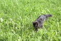 Domestic black cat walks on green grass.