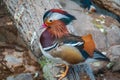 Beautiful male or drake mandarin duck, lat. Aix galericulata, with pretty feathers Royalty Free Stock Photo