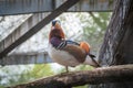 Beautiful male or drake mandarin duck, lat. Aix galericulata, with pretty feathers Royalty Free Stock Photo