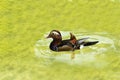 Beautiful male duck, Mandarin Duck