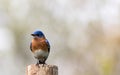 Eastern Bluebird portrait perched against clean muted background