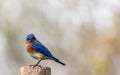 Eastern Bluebird portrait perched against clean muted background