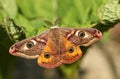 A stunning male Emperor Moth Saturnia pavonia perching on a leaf.