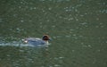 Male Eurasian teal, Anas crecca. Blackford Pond, Edinburgh Royalty Free Stock Photo