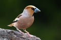 Beautiful male European songbird Hawfinch, Coccothraustes coccothraustes with a large beak in Estonian wild nature